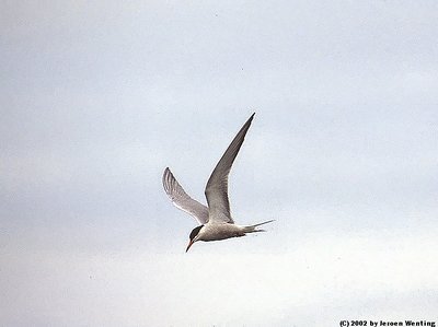 Hunter on wings