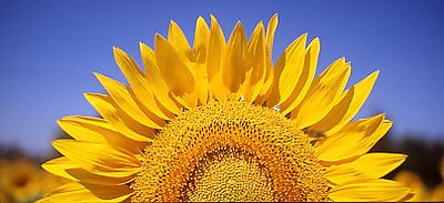 Sunflower panorama