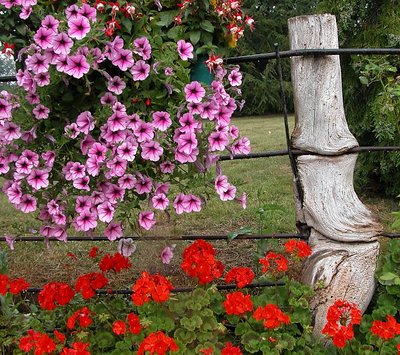 Flowers, Tree Stump and Fence