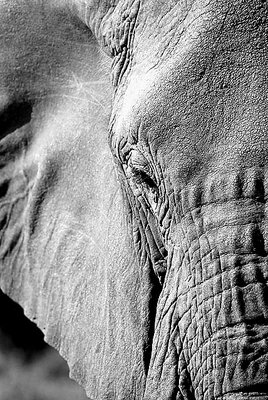 Elephant abstract