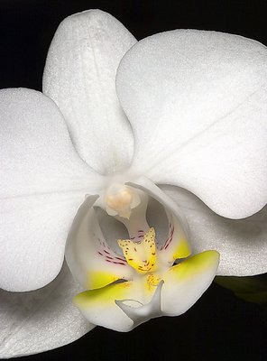 Moth Orchid