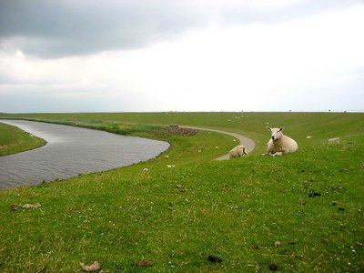 Sheep on dike