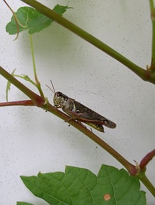 Sarah's grasshopper
