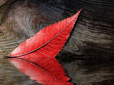 Red Reflections