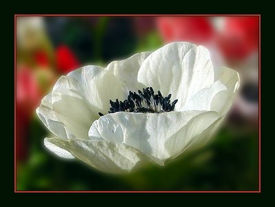 White Anemone