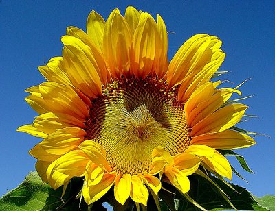Sun Flower