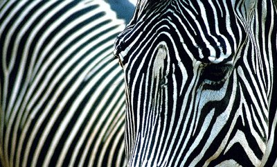 zebra