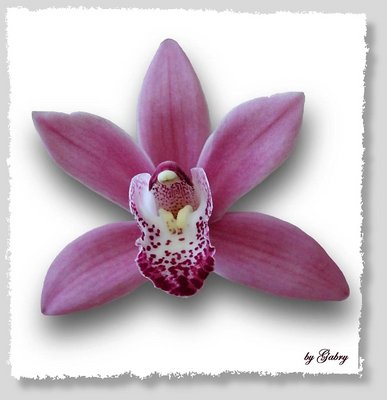 Orchid