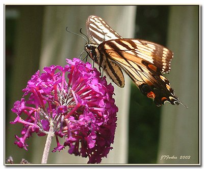 Swallowtail on a Butterfly Bush