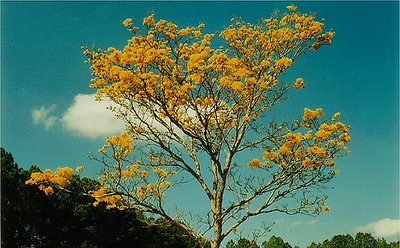 Yellow Brazilian IIpê