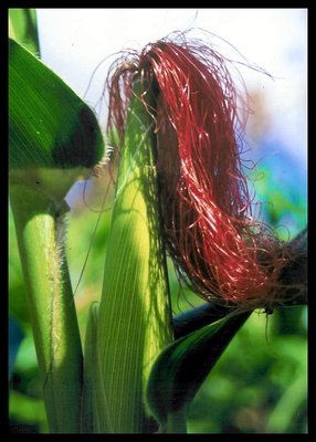 Cabelo de Milho