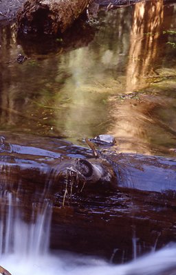 Water Flowing Over Log