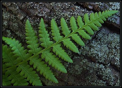 Fern and Branch