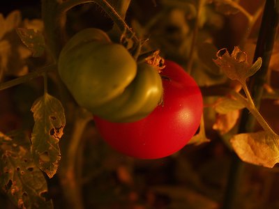 Ripe tomato and its ugly sibling