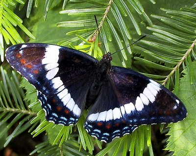 Limenitis arthemis