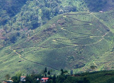 Tea feilds of Darjeeling