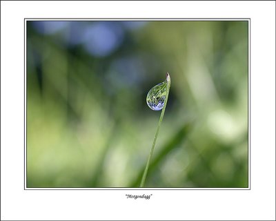 Morning dew