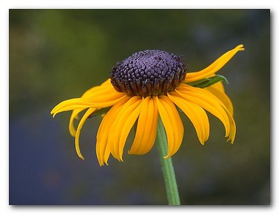 Black-Eyed Susan