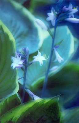 Hostas in Bloom