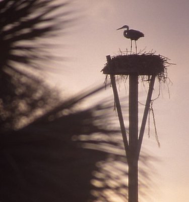 Egret at Sunset
