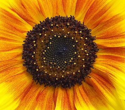 Heart of an sunflower
