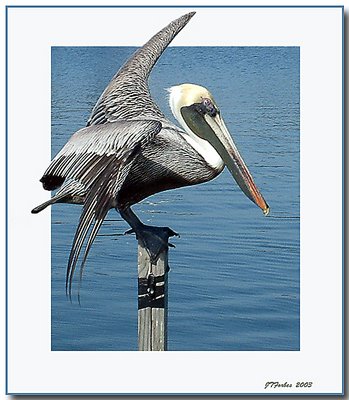 Lone Pelican