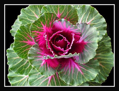 a simple cabbage