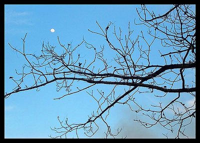 à luz da lua