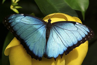 Blue Morpho Butterfly