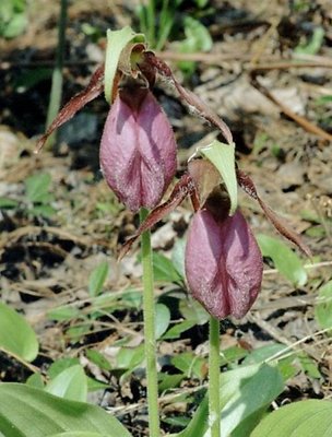 Red Moccasin Flower