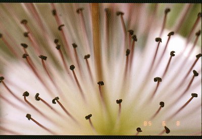 Capparis spinosa