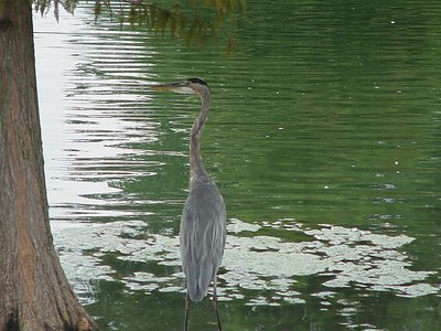 Oh great , an Egret