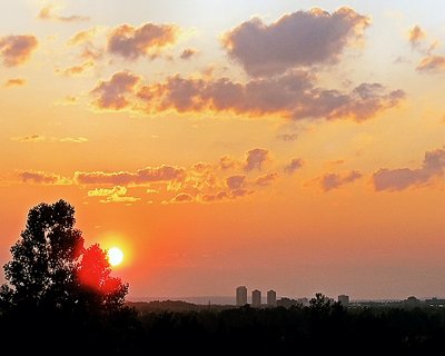 tree, city, sunset