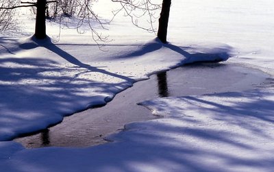 Forest Snow