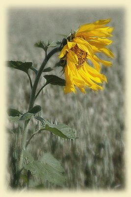 Wind-Swept