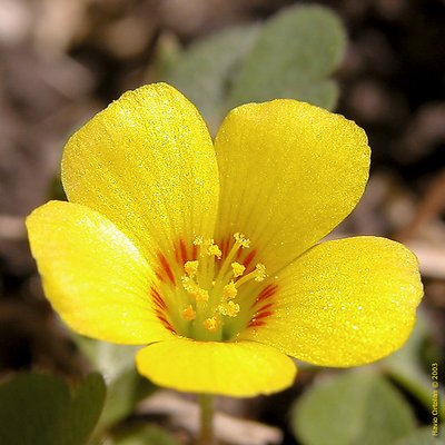 Little Yellow Flower