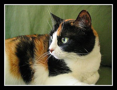 Miss Millie
