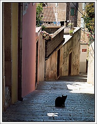 The cat