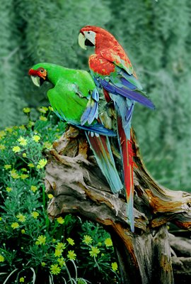 Parrots3