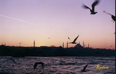 Mosque and Gulls