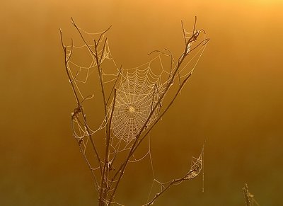 Sunrise in the Field