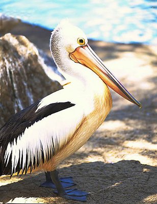 Pelican