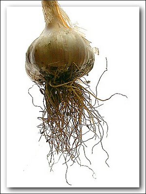 Garlic Bulb