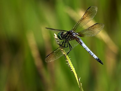 Dragon Fly