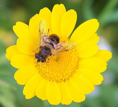 Yellow flower with bee