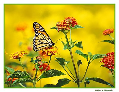 Butterfly and Flowers (s1206)