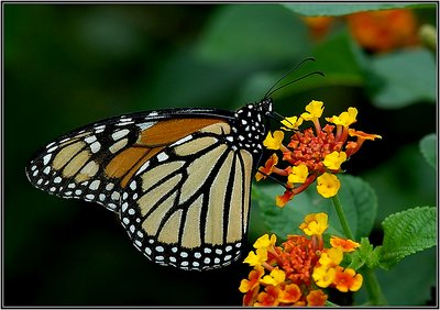 Monarch Butterfly
