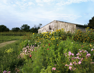 Long Island Barn