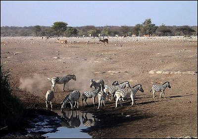 High-Strung Zebras at the Waterhole