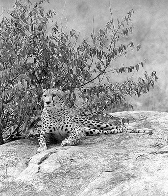 Ceetah, Masai Mara